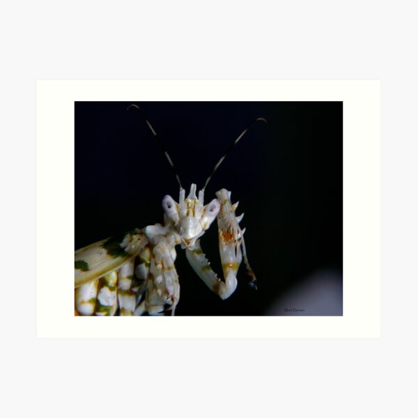 Spiny Mantis Hello Art Print