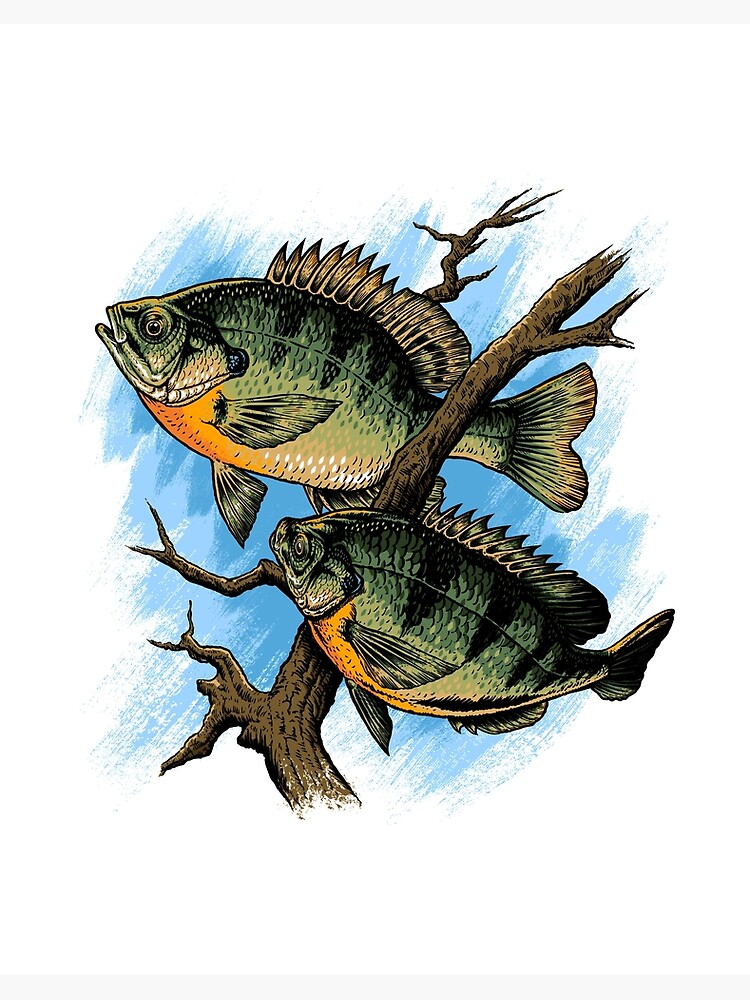 Bluegill Sunfish Fishing Lure by Patent77 Fine Art Paper Poster ( Sports > Fishing art) - 24x16x.25