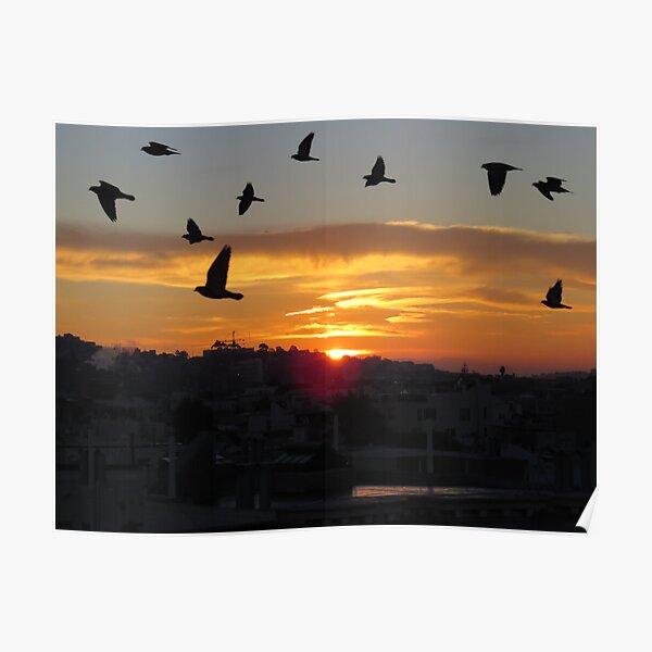 Dawn birds Poster