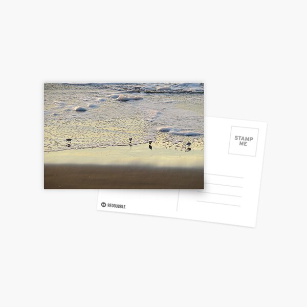 Birds in water Postcard
