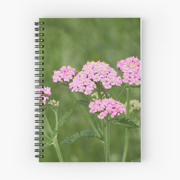 Item preview, Pink yarrow  45 designed and sold by Jouko Lehto Photography.