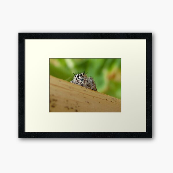 Item preview, Curious Jumping Spider designed and sold by Michelle McCullough.