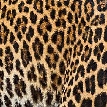 Artwork thumbnail, Leopard patterns  by FoosDesigns