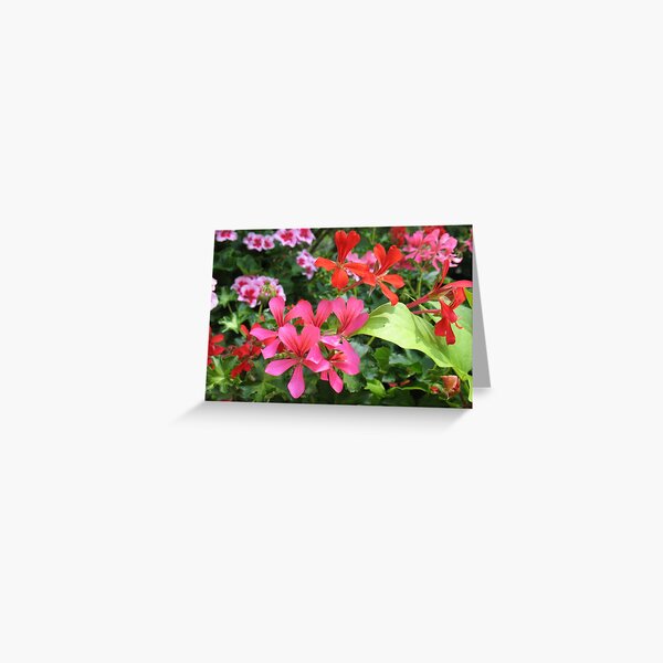 Geranium Delight Greeting Card