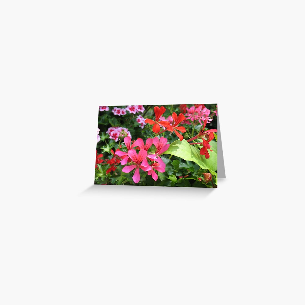Geranium Delight Greeting Card