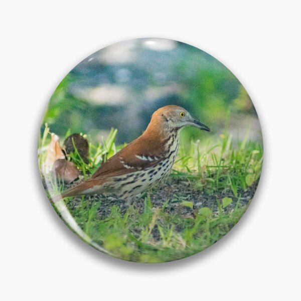 Item preview, brown thrasher 2 designed and sold by KensLensDesigns.