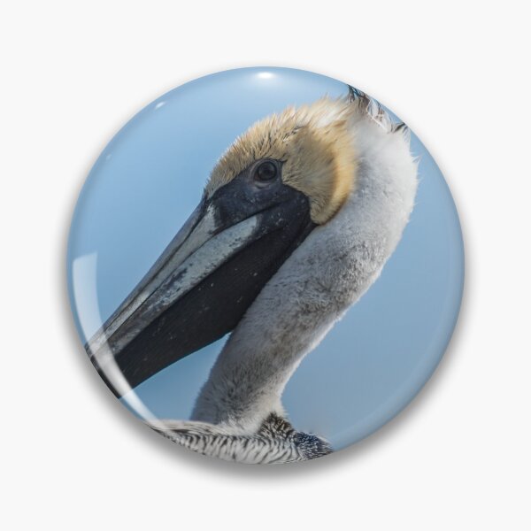 Item preview, Brown pelican in Calabash designed and sold by KensLensDesigns.