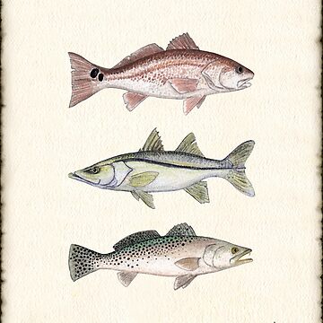 Artwork thumbnail, "Inshore Slam"  by Amber Marine ~ watercolor redfish, snook, and trout art, © 2013 by Amber Marine ~ Wildlife Artist ~ © 2004-2021