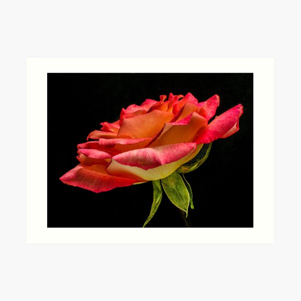 Like Rose Petals Love Water Art Print