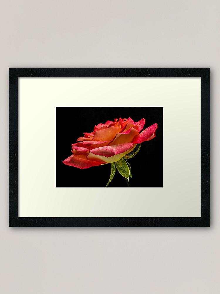 Alternate view of Like Rose Petals Love Water Framed Art Print