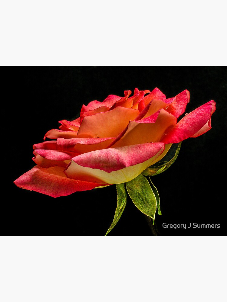 Like Rose Petals Love Water by nikongreg