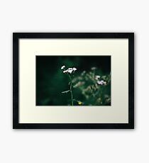 Tranquil Framed Print