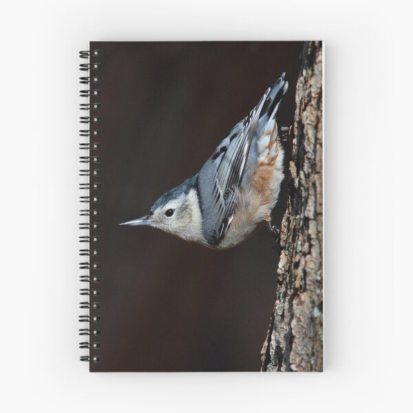 Item preview, White-Breasted Nuthatch designed and sold by James Cumming.