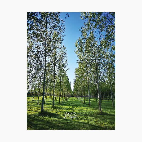 Aperçu de l'œuvre Chemin à travers les bois créée et vendue par sebdrew.