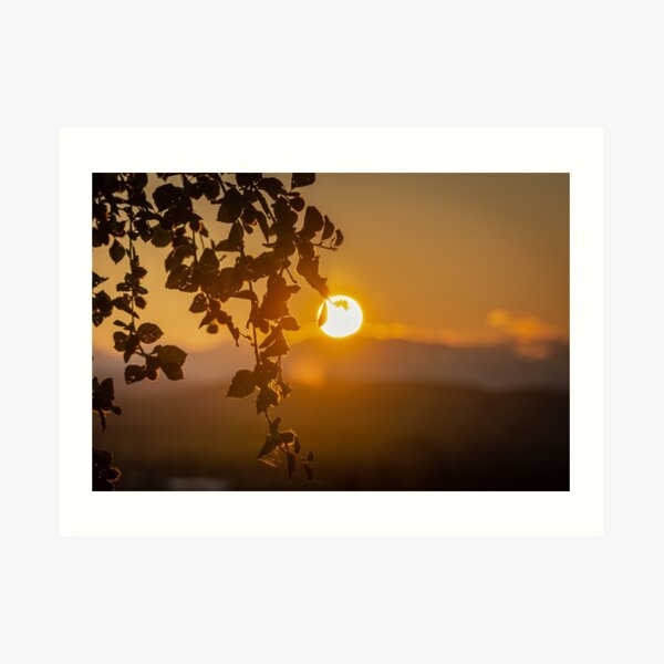 Sunset Leaves Art Print