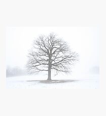 Oak Tree Shine Photographic Print