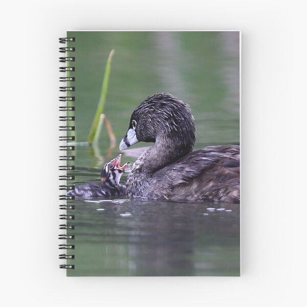 Item preview, Please Sir, I want some more - Pied-billed Grebes designed and sold by James Cumming.