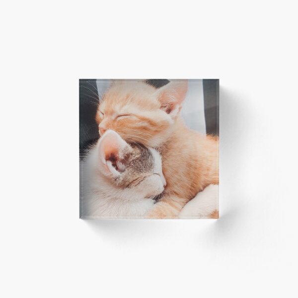 Kitties Acrylic Block