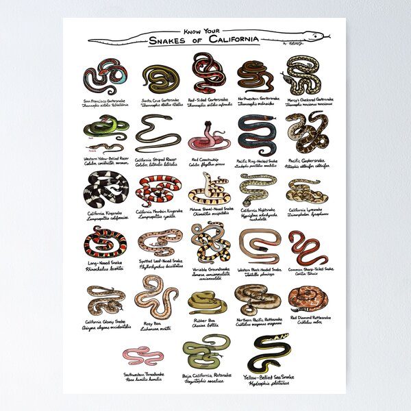 Item preview, Snakes of California designed and sold by KetrinaDrawsALot.