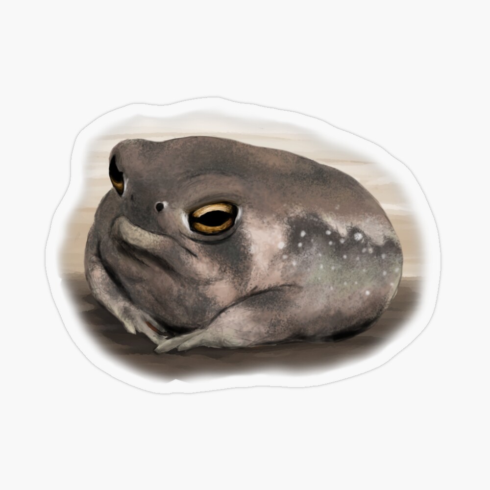 grumpy desert rain frog (aka sauce boss) Sticker for Sale by Lindsey  Sheets
