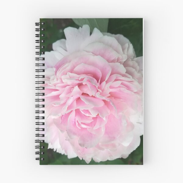 Item preview, Pale pink Peony photograph designed and sold by esvb.