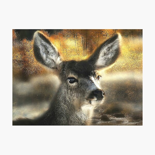 DOE Photographic Print