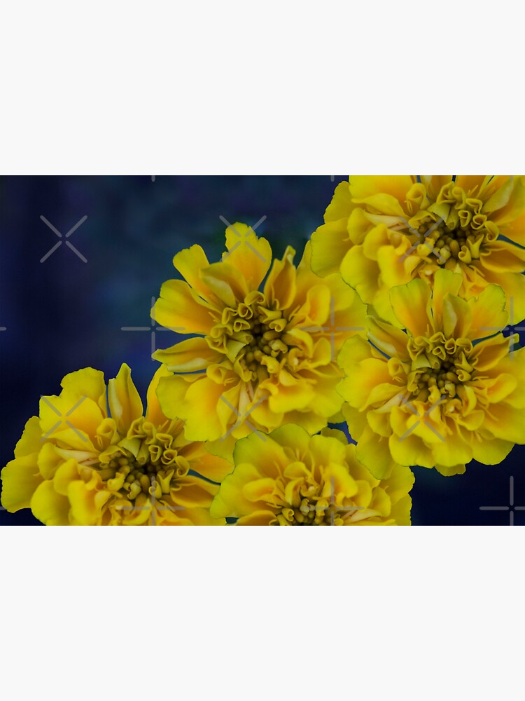 Midnight Blue Yellow Adalia Flowers by chanzds