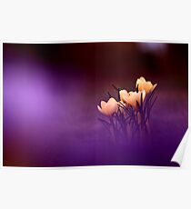 Yellow wild flowers Poster
