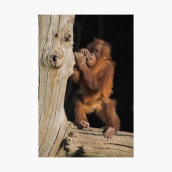 Item preview, Baby orang utan designed and sold by Eggznbeenz.