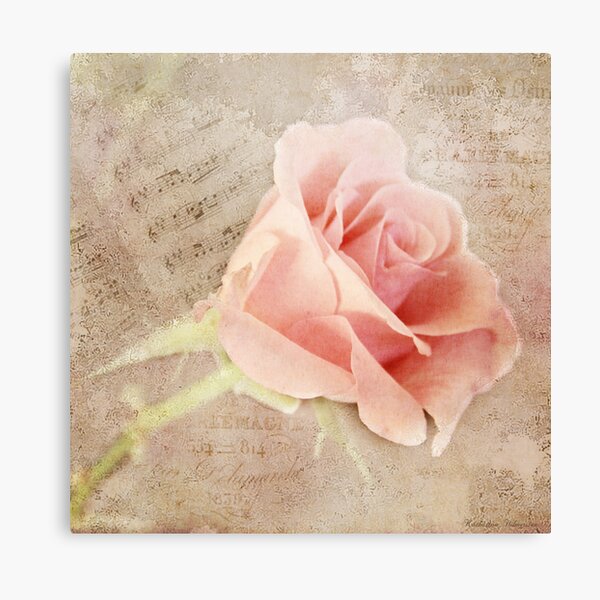 A song of a rose Canvas Print
