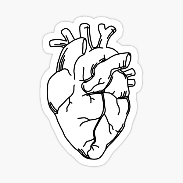 Sticker Anatomisches Herz Schwarz Und Wei C3 9f Redbubble
