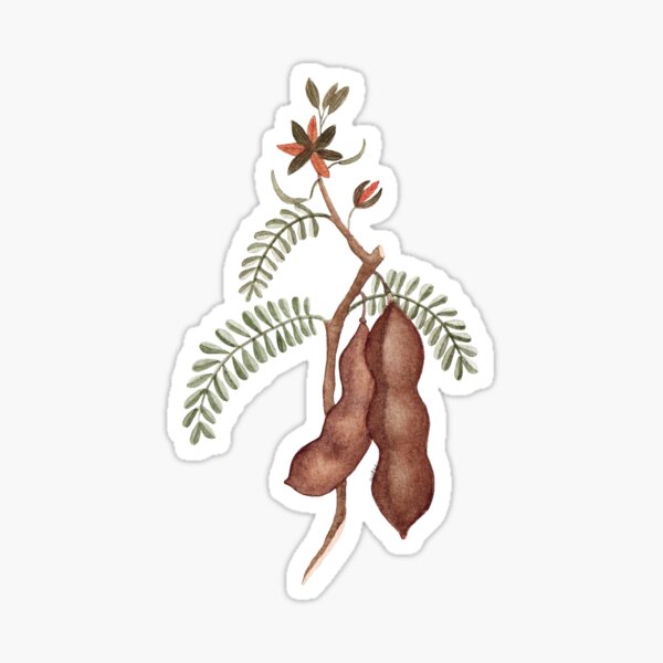 Tamarind Drawings for Sale - Fine Art America
