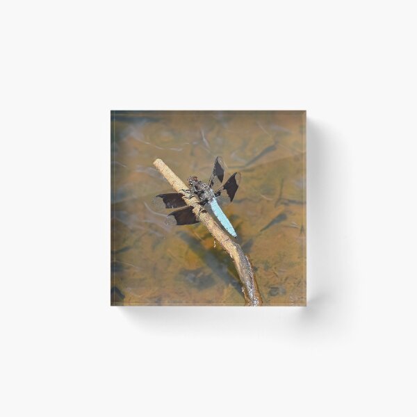 Item preview, Stick In The Mud designed and sold by Lanis Rossi.