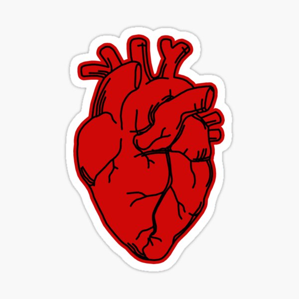 Anatomical Heart Sticker