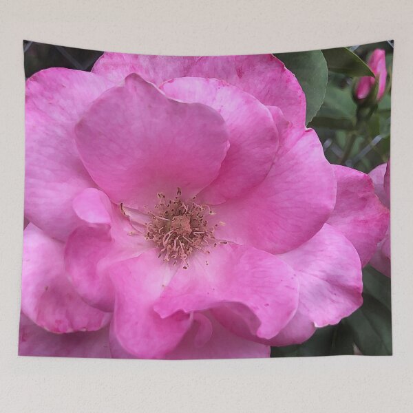 Item preview, Pink Lady designed and sold by DustyDragonfly.