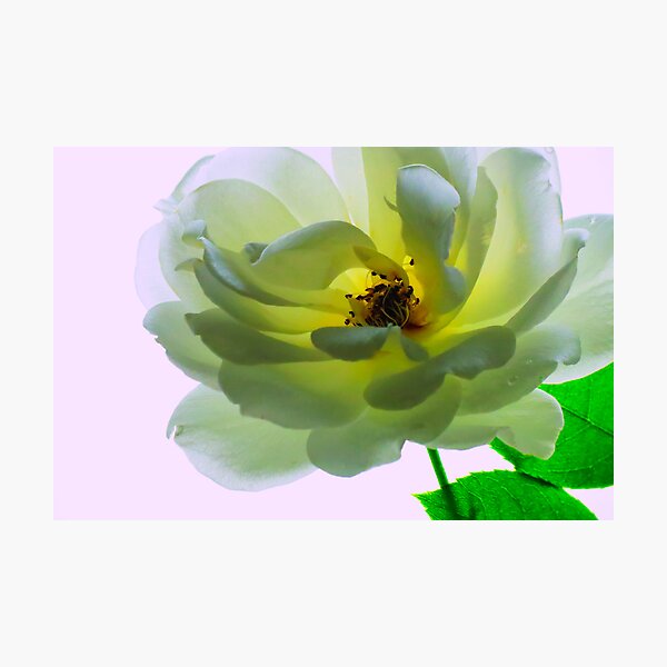 Item preview, Backlit designed and sold by Dawn B Davies-McIninch.