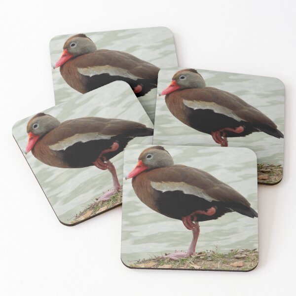 Item preview, Black-bellied Whistling Duck (Dendrocygna autumnalis) Standing on One Leg designed and sold by Inuyasha907.