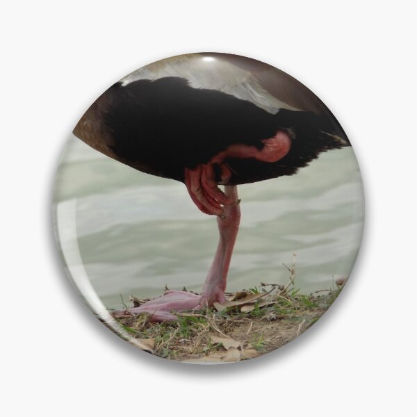 Item preview, Black-bellied Whistling Duck (Dendrocygna autumnalis) Standing on One Leg designed and sold by Inuyasha907.