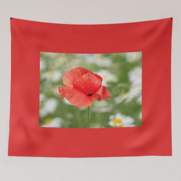 Item preview, Flanders poppy on the field of daisies designed and sold by Jouko Lehto Photography.