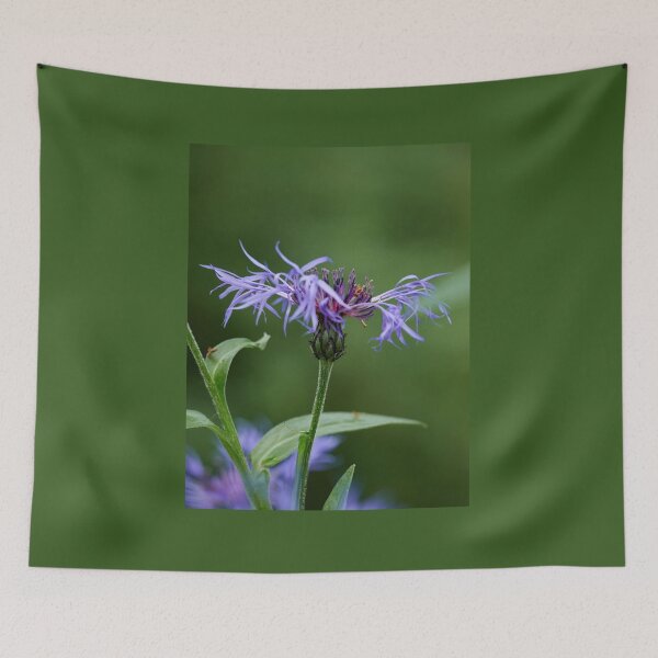 Item preview, Mountain cornflower 102 designed and sold by Jouko Lehto Photography.