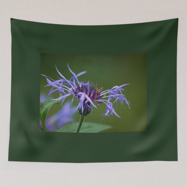 Item preview, Mountain cornflower 104 designed and sold by Jouko Lehto Photography.
