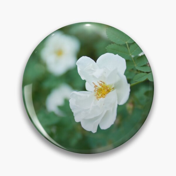 Item preview, Midsummer rose flowers designed and sold by Jouko Lehto Photography.