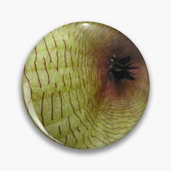Item preview, Starfish Cactus Close-up designed and sold by Asiantiger247.