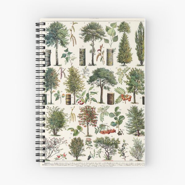 Item preview, Adolphe Millot - Arbres B - French vintage botanical poster designed and sold by DejaVuStudio.
