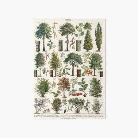 Adolphe Millot - Arbres B - French vintage botanical poster Art Board Print