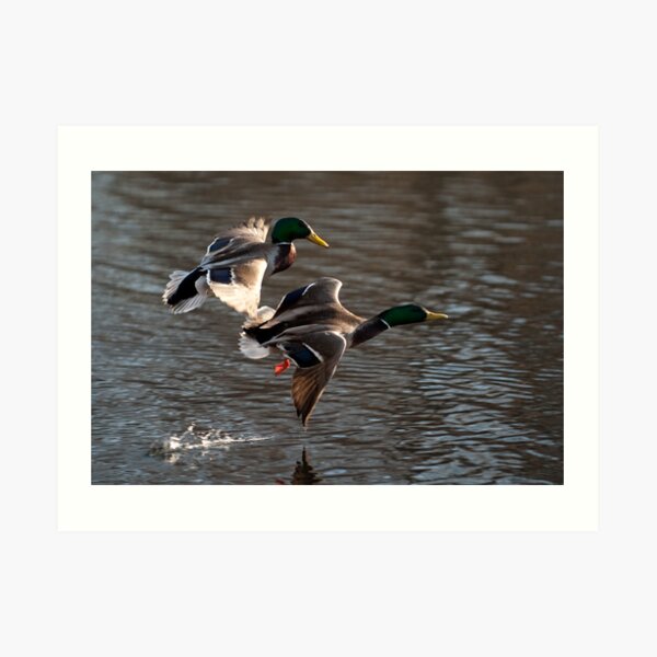 Untitled Art Print