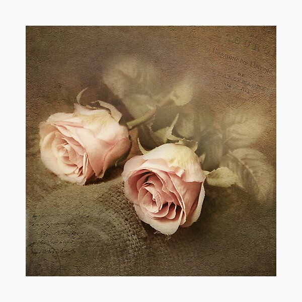 Two roses Photographic Print