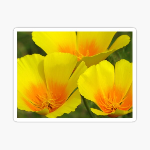 Item preview, California Poppies (Eschscholzia californica) designed and sold by Marilyn Harris.