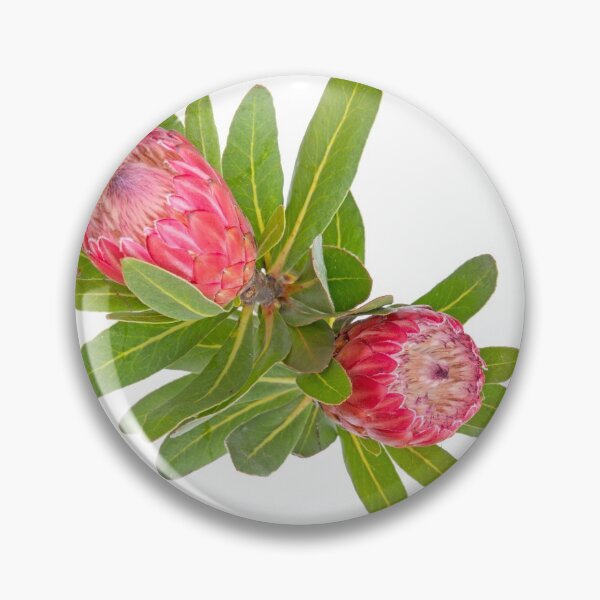 Item preview, Soft Proteas... designed and sold by mitpjenkeating.