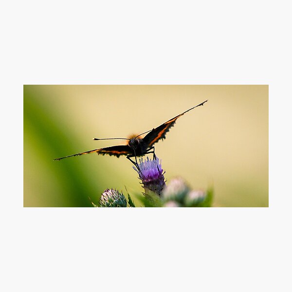 Red Admiral Butterfly Photographic Print